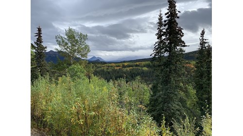 A view from Denali National Park