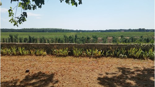 A vineyard in Bordeaux