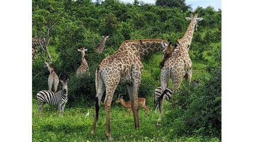 Luxury African Safari