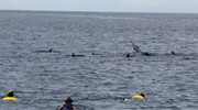 Swimming with wild dolphins in Oahu!