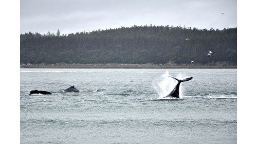 Humpback Whales feeding in Alaska