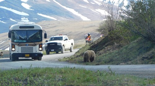 In Denali Watch out for bears crossing the road!