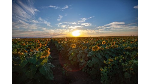 Beautiful Sunflower Fields in Northern California