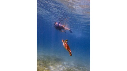Snorkeling with Sea Turtles in Culebra 