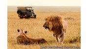 Lions on Safari