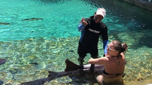 Petting a Shark in the Dominican Republic