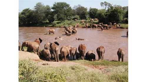 Watching the herd of elephants cross the river.