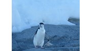 chinstrap penguin in Antarctica! 